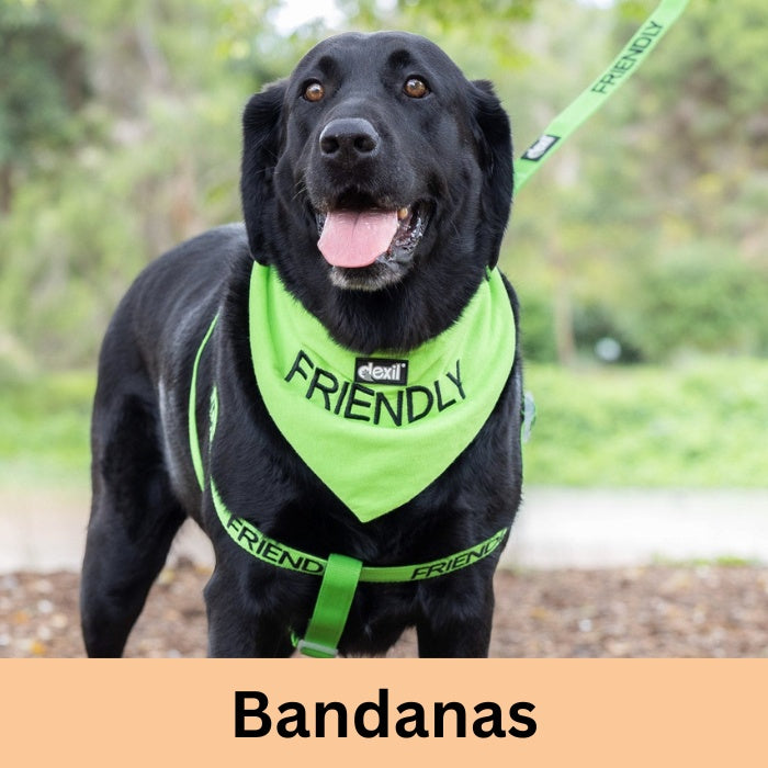 Bandana dog training shop