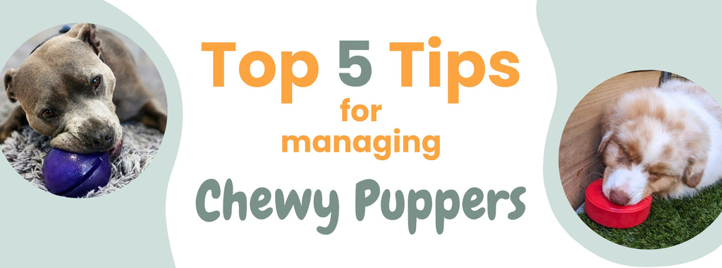 Top 5 Tips for Managing Chewy Dogs