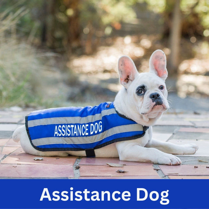 Assistance Dog