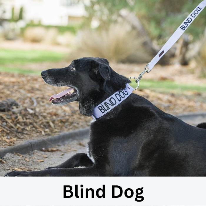 Blind Dog