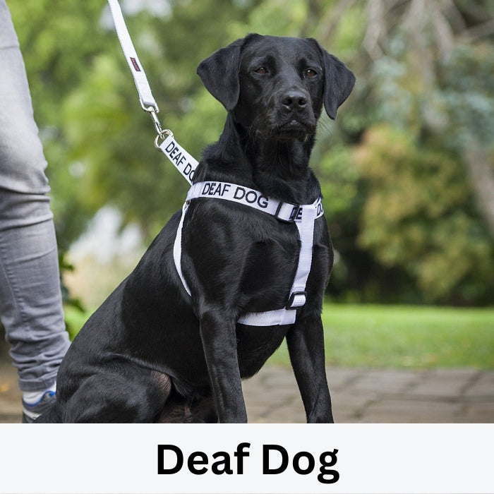 Deaf Dog