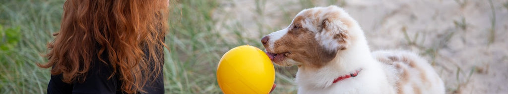 Shop Dogs Toys