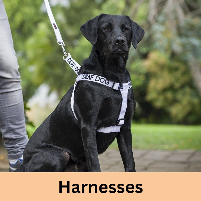 Training - Harnesses