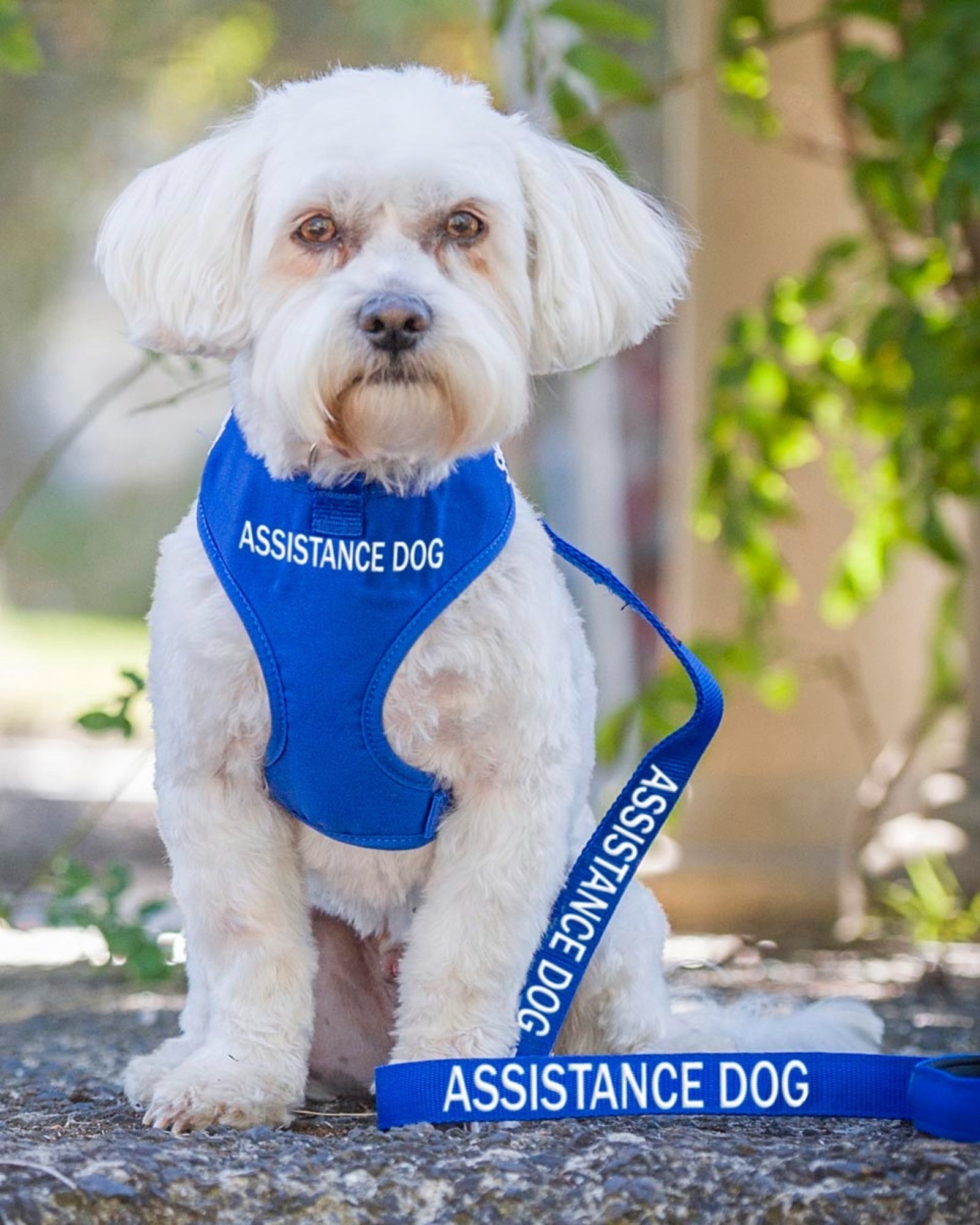 Dog Soft Vest Harness ASSISTANCE DOG Blue The Savvy Pet Co