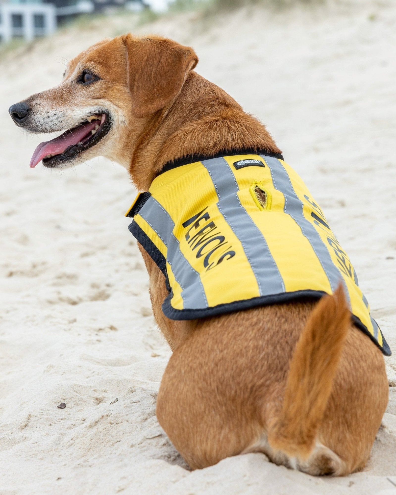Dog yellow hotsell vest
