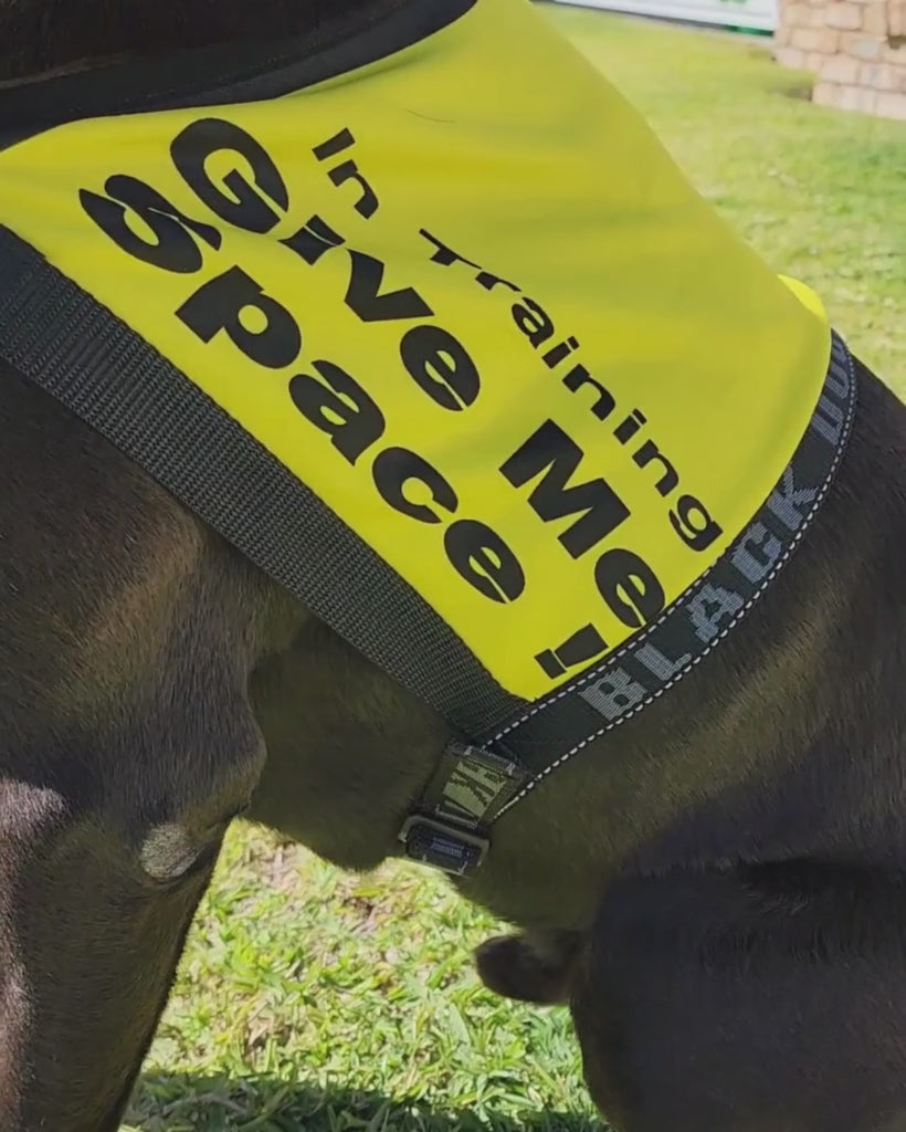 Black labrador cross dog wears a high visibility, adjustable, yellow vest printed with the words "in training give me space" in bold. He trains on leash for a treat